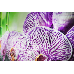 Фартук-панно ПВХ ГРЕЙС 600*900 ОРХИДЕЯ ВАНДА (5)