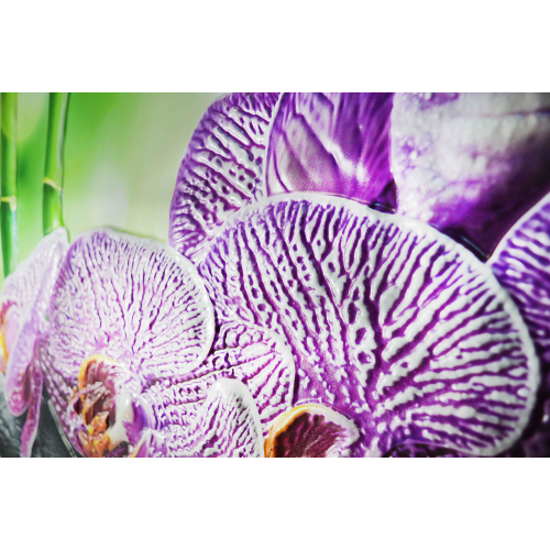 Фартук-панно ПВХ ГРЕЙС 600*900 ОРХИДЕЯ ВАНДА (5)