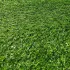 Трава искусственная Prettie Grass 50мм*2м (20м/п)