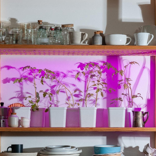 Светодиодная лента Фито для рассады + б/п Uniel 15W 16мкмоль/с 2м IP65