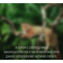 Фотопанно DIVINO DECOR Ягуар С1-083 300*270