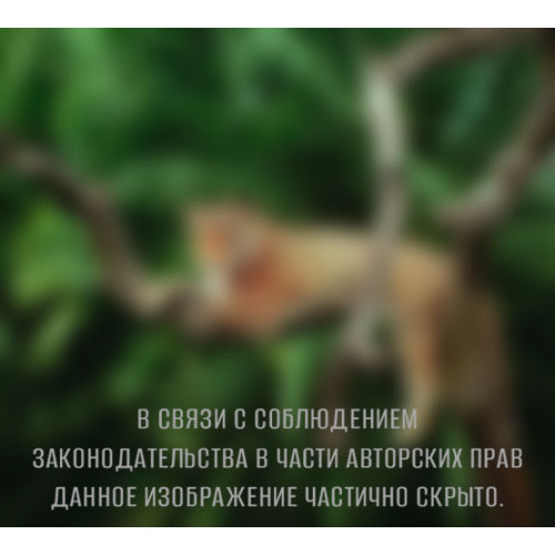 Фотопанно DIVINO DECOR Ягуар С1-083 300*270