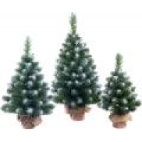 Ели настольные