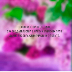 Фотообои Тула серия Эконом Цветущая сирень (6л)