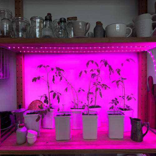 Светодиодная лента Фито для рассады + б/п Uniel 15W 16мкмоль/с 2м IP20