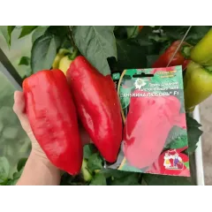 Семена Перец Санькина любовь F1 (4091040)