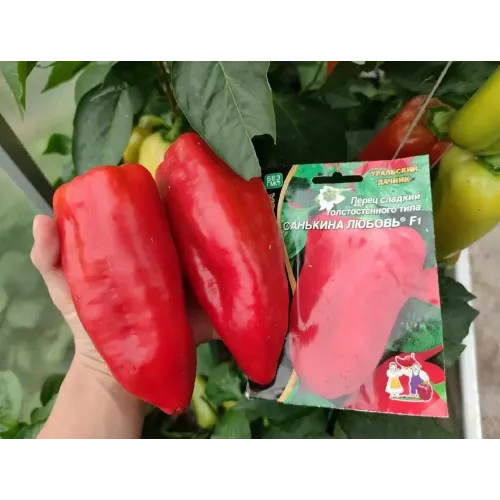 Семена Перец Санькина любовь F1 (4091040)