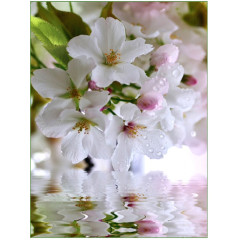 Фотообои Тула серия Эконом Яблоневый цвет  (8л)