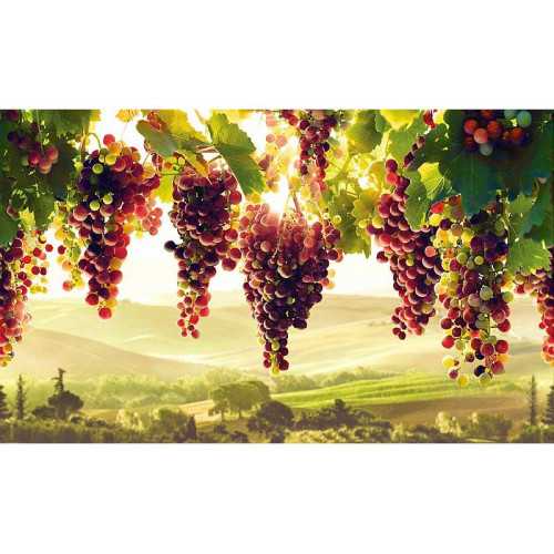 Фартук-панно ПВХ ГРЕЙС 602*1002 Виноградник (5)