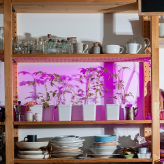 Светодиодная лента Фито для рассады + б/п Uniel 15W 16мкмоль/с 2м IP20