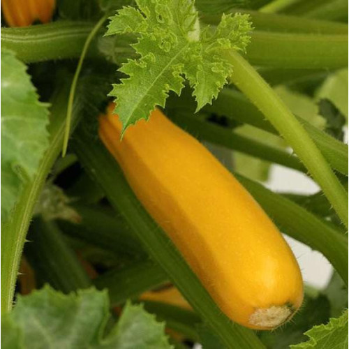 Семена Кабачок Чудо Оранжевое F1 (412958)