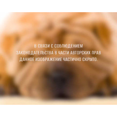 Фотопанно DIVINO DECOR Шарпей (С1-082) 300*238